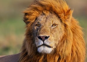 Lion laying on grass in the African savanna 