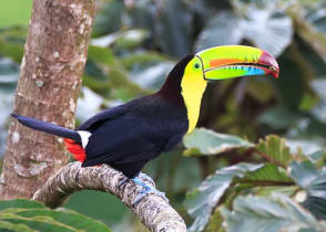 A Keel billed toucan in Costa Rica rainforest 