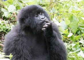 Mountain gorilla. Volcanoes National Park, Kinigi, Rwanda