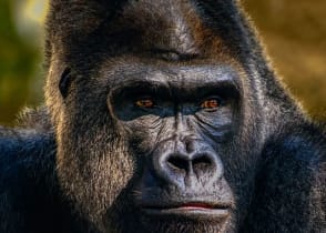 Male gorilla in the forest of Rwanda, Africa