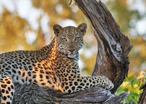 Opulence of Okavango & Zambia Safari: Moremi to Zambezi