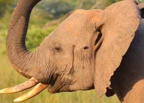 Elephant in Sabi Sands Game Reserve, South Africa