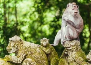 Long tailed macaque in bright green Ubud Monkey Forest