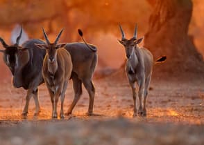 Mana Pools National Park at sunset in Zimbabwe 