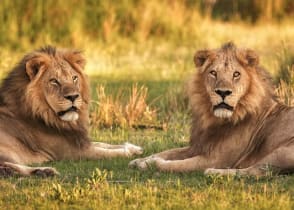 Lions at Moremi Game Reserve, Botswana