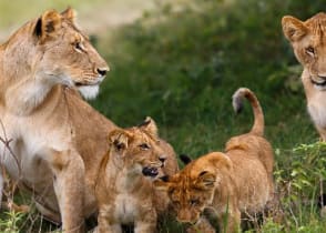 Perfect African Safari Adventure: Masai Mara, Serengeti & Gorilla Trekking