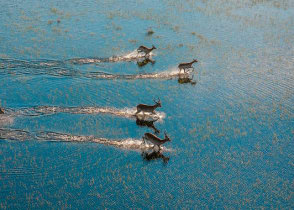 Antelopes running on the Okavango Delta river