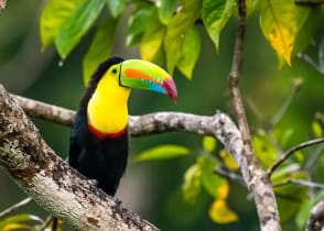 Keel-billed Toucan in Belize