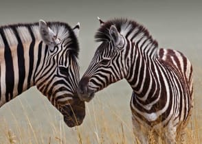 A mother and baby zebra in  Botswana.