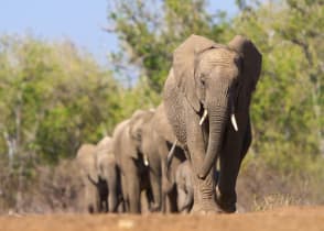 Elephant herd migration in Botswana