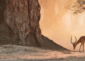 Impala antelope in Mana Pools National Pa, Zimbabwe