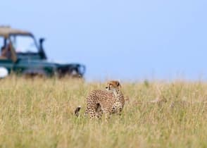 Safari in Masai Mara, Kenya