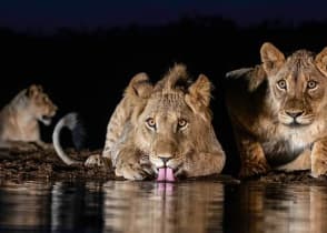 Lions at a watering hole during a nighttime game drive