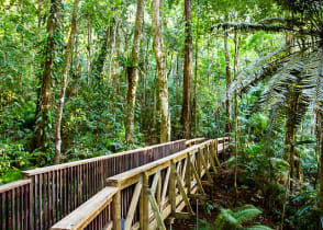 Daintree Rainforest in Australia