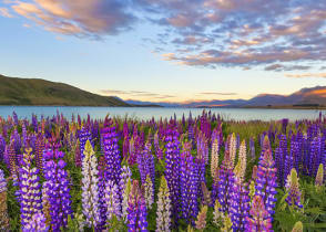 Blooming lupines at Lake Tekapo in New Zealand