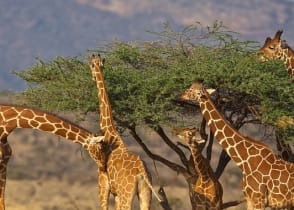 Giraffes in Kenya