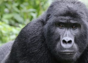 Mountain gorilla in Africa