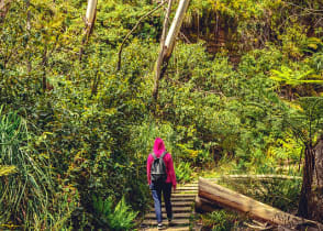 The Blue Mountains are full of shrubs and incredible wildlife, Australia