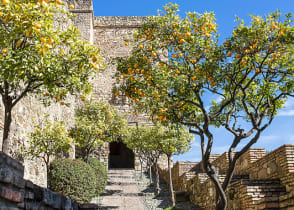 Orange trees at Alcazaba Moorish Castle in Malaga, Spain 