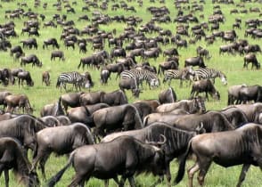 Great migration of wildebeests and zebras in Tanzania