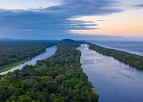 Stunning jungle along the Caribbean coast and the Tortuguero River. Tortuguero National Park, Costa Rica