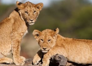 Lions cubs in the savanna in Kenya