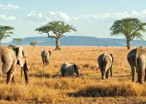 Elephants on the plains of Serengeti in Tanzania