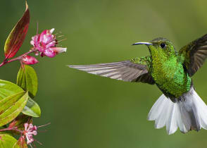 Coppery-headed Emerald hummingbird preparing to feed in Costa Rica