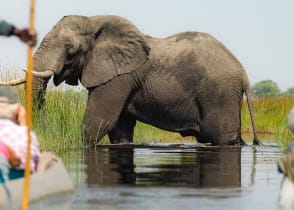 Tourists on mokoro boat safari observing an elephant in the Okavango Delta