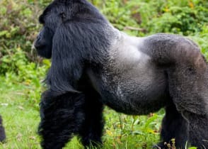 Up close with gorillas in Rwanda