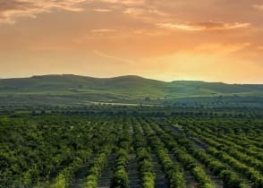 Sicily vineyard at sunset.