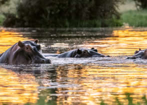 Wild hippos in the Nile River, Uganda