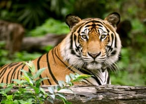 Tiger in Bandhavgarh National Park, India