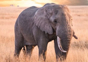 Elephant in Serengeti National Park, Tanzania