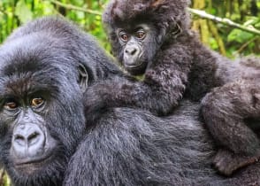 Baby mountain gorilla on the back of his mother in Rwanda