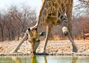 Etosha National Park, Namibia