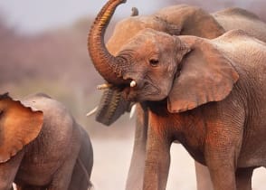 Elephant herd at Etosha National Park, Namibia