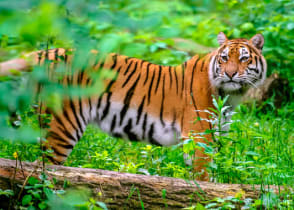 Tiger at Kanha National Park in India