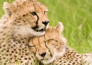 Cheetahs in Maasai Mara National Park, Kenya