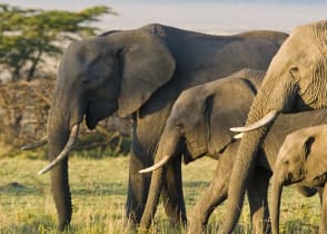 Elephants in Masai Mara, Kenya