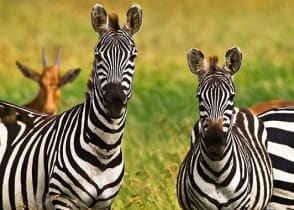 Zebras in Serengeti National Park, Tanzania