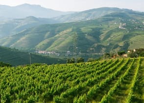 The famous vineyards of the Douro Valley in Portugal