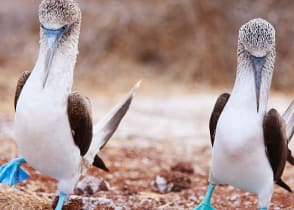 Blue-footed boobies in the Galapagos Islands, Ecuador