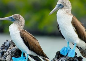 Blue footed boobies at the Galapagos Islands in Ecuador