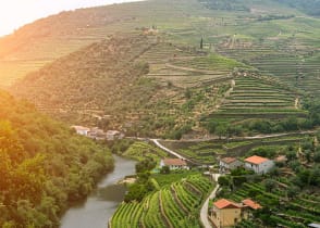 Vineyards in Douro Valley, Portugal