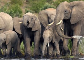 Elephant herd in Kruger National Park, South Africa