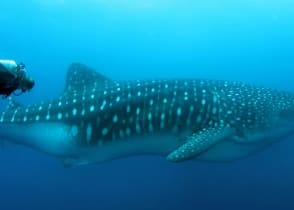 Scuba diving with wales in the Galapagos, Ecuador