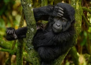 Gorilla in Bwindi NationalP Park in Uganda