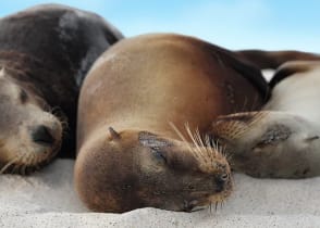 Sea lions cuddling on a beach in the Galapagos Islands, Ecuador