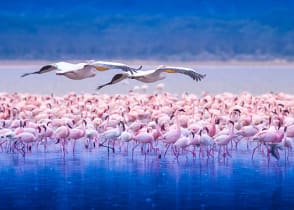 Flock of flamingos in Lake Nakuru, Kenya